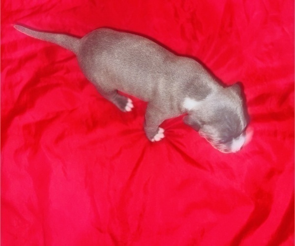 Medium Photo #4 American Pit Bull Terrier Puppy For Sale in TRENTON, NJ, USA