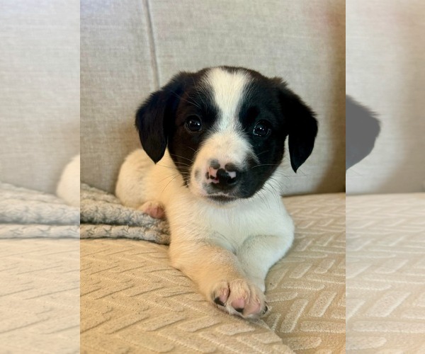 Medium Photo #6 Australian Shepherd-Unknown Mix Puppy For Sale in pomfret, CT, USA