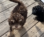 Small #1 Poodle (Toy)-ShihPoo Mix