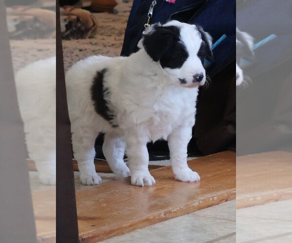 Medium Photo #8 Bordoodle Puppy For Sale in OLATHE, CO, USA
