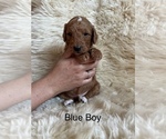 Puppy Blue Boy Goldendoodle (Miniature)