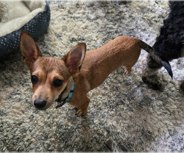 Medium Photo #2 Chihuahua Puppy For Sale in Andover, MN, USA