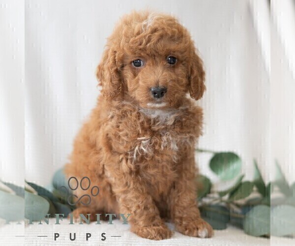 Medium Photo #3 Poodle (Miniature) Puppy For Sale in DORNSIFE, PA, USA