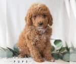 Small Photo #3 Poodle (Miniature) Puppy For Sale in DORNSIFE, PA, USA