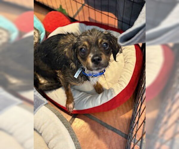 Medium Photo #5 Mutt Puppy For Sale in San Diego, CA, USA