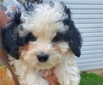 Small #13 Bernedoodle (Miniature)