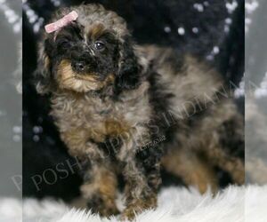 Poodle (Toy) Puppy for sale in WARSAW, IN, USA