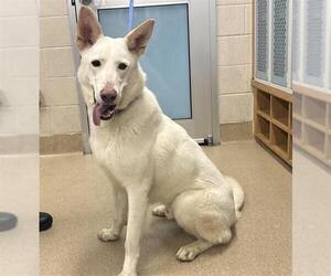 German Shepherd Dog-Unknown Mix Dogs for adoption in Grand Prairie, TX, USA