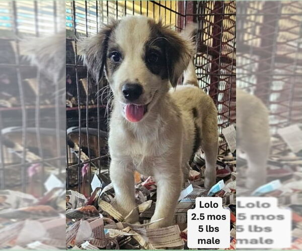 Medium Photo #1 Mutt Puppy For Sale in Virginia Beach, VA, USA