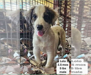 Mutt Dogs for adoption in Virginia Beach, VA, USA