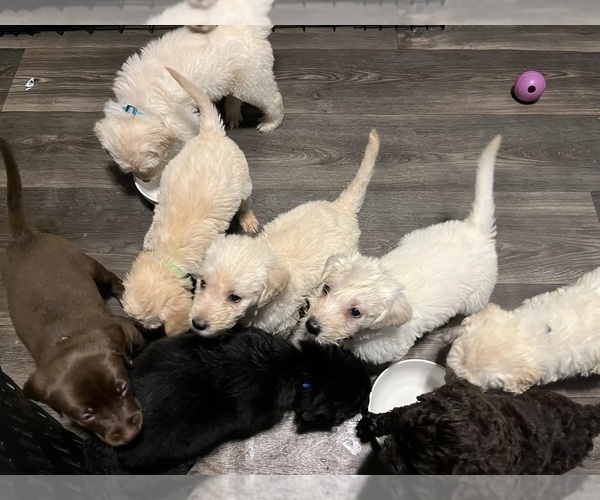 Medium Photo #1 Labradoodle Puppy For Sale in HOLLISTER, MO, USA