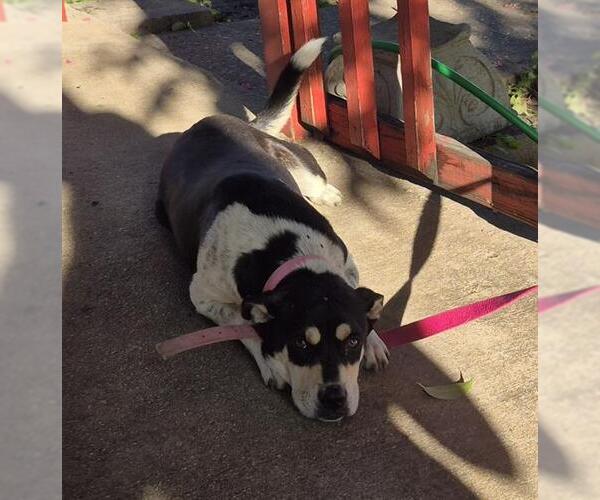 Medium Photo #1 American Staffordshire Terrier-Unknown Mix Puppy For Sale in San Antonio, TX, USA