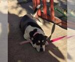Small American Staffordshire Terrier Mix
