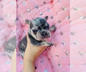 French Bulldog Puppy for sale in DAVENPORT, FL, USA