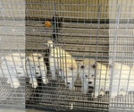 Small Photo #7 Siberian Husky Puppy For Sale in DOUGLASVILLE, GA, USA