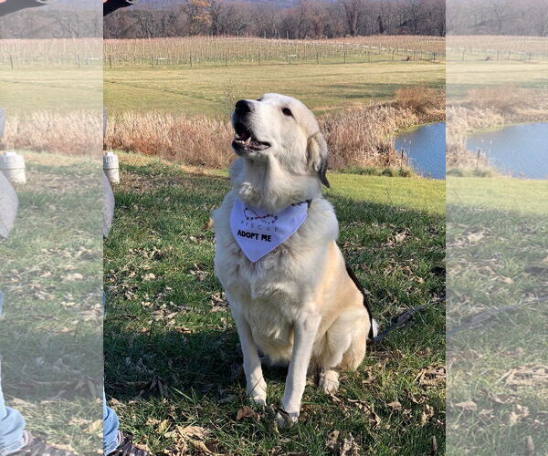 Medium Photo #2 Anatolian Shepherd-Great Pyrenees Mix Puppy For Sale in Stephens City, VA, USA