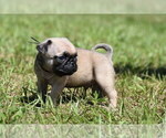 Small #2 Pug