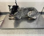 Small Texas Heeler Mix