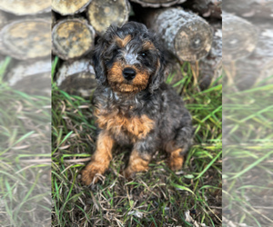 Bernedoodle (Miniature) Puppy for Sale in UNIONVILLE, Iowa USA