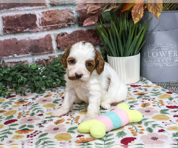 Medium Photo #2 Cavapoo (Miniature) Puppy For Sale in SYRACUSE, IN, USA