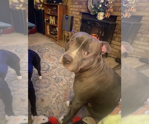 Mother of the American Bully puppies born on 07/18/2026