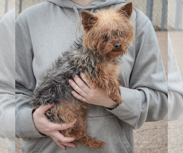 Medium Photo #2 Mutt Puppy For Sale in Huntley, IL, USA