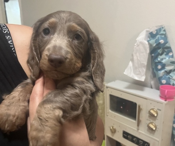 Medium Photo #3 Dachshund Puppy For Sale in RIVERSIDE, CA, USA