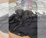 Small #3 Labrador Retriever Mix
