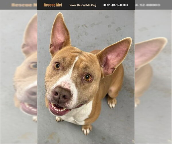 Medium Photo #1 Staffordshire Bull Terrier Puppy For Sale in Benton, PA, USA