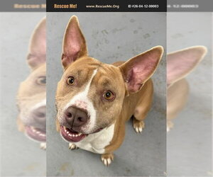 Staffordshire Bull Terrier Dogs for adoption in Benton, PA, USA