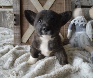 Pembroke Welsh Corgi Puppy for sale in HONEY BROOK, PA, USA