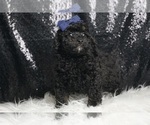 Puppy Storm AKC Poodle (Toy)