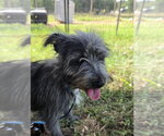 Lady Autumn - Female Cairn Terrier-Unknown Mix Dog for Adoption - Small photo