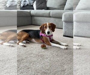 Jillian - Female Mutt Dog for Adoption - Photo #4