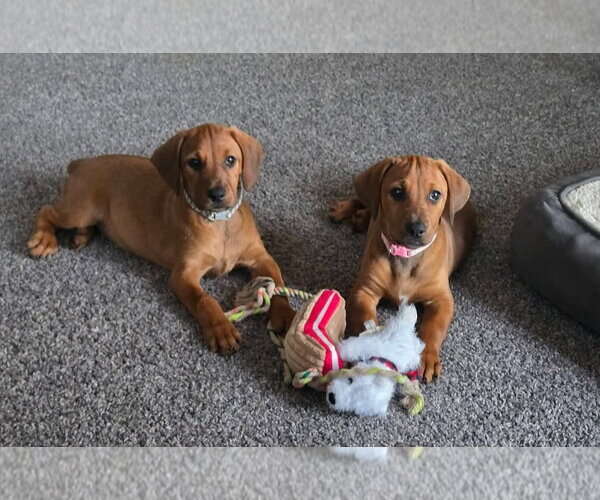 Medium Photo #12 Dachshund-Doberman Pinscher Mix Puppy For Sale in Buffalo, MN, USA