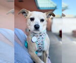 Small #3 Chihuahua