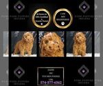 Puppy Jazzie AKC Poodle (Miniature)