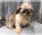 Small Photo #11 Shih Tzu Puppy For Sale in LAKELAND, FL, USA