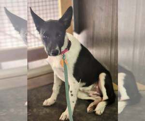 Nova - Female Mutt Dog for Adoption - Photo #2