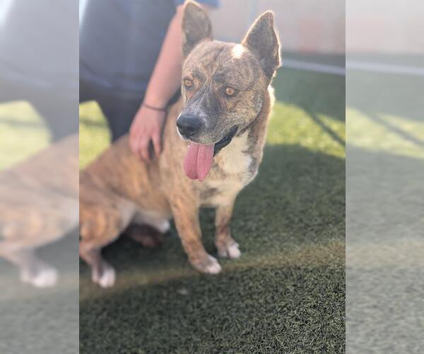 Medium Photo #2 Mutt Puppy For Sale in Downey, CA, USA