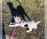 Small #13 American Bulldog-German Shepherd Dog Mix