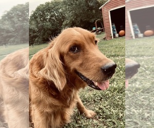 Golden Retriever Dogs for adoption in WEST ALEXANDRIA, OH, USA