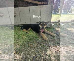 German Shepherd Dog Dogs for adoption in MIDWAY, UT, USA