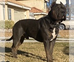 Small Photo #14 American Bully Puppy For Sale in PALMDALE, CA, USA