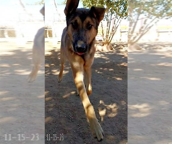 Medium Photo #3 German Shepherd Dog-Unknown Mix Puppy For Sale in Apple Valley, CA, USA