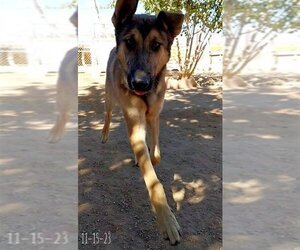 Cilantro - ** - Male German Shepherd Dog-Unknown Mix Dog for Adoption - Photo #2