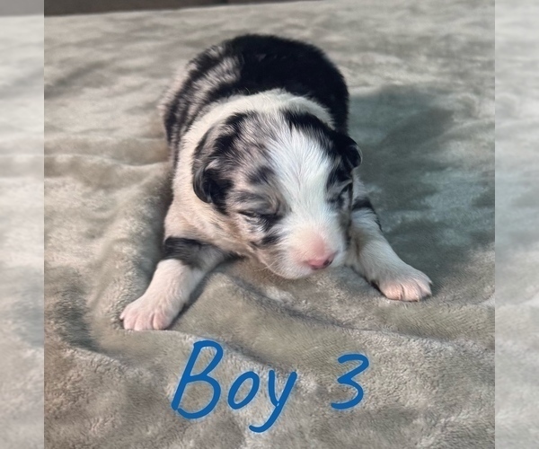 Medium Photo #25 Australian Shepherd Puppy For Sale in SALISBURY, NC, USA