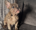Small #12 French Bulldog