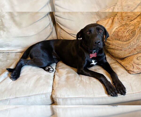 Medium Photo #1 Labrador Retriever-Unknown Mix Puppy For Sale in San Diego, CA, USA