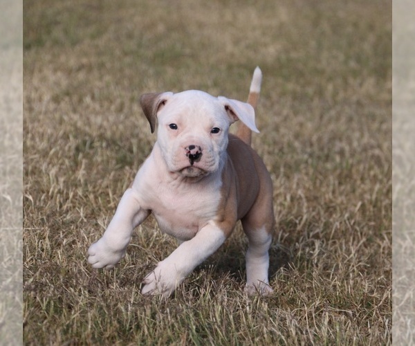 Medium Photo #4 American Bulldog Puppy For Sale in FAIR GROVE, MO, USA